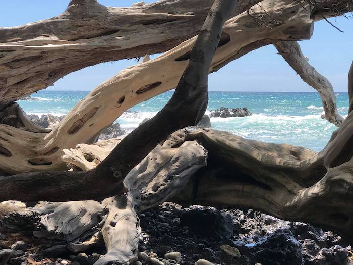 A fallen tree on a beach near the ocean.