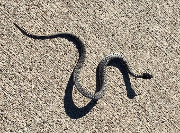 snake slithering on the ground