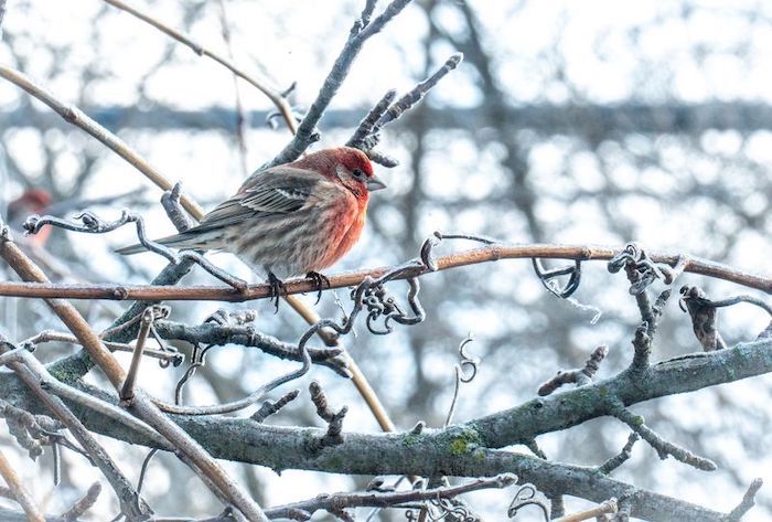 A red finch sits on a branch covered in frost.