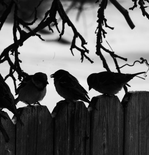 Common Raven Birds on the wood
