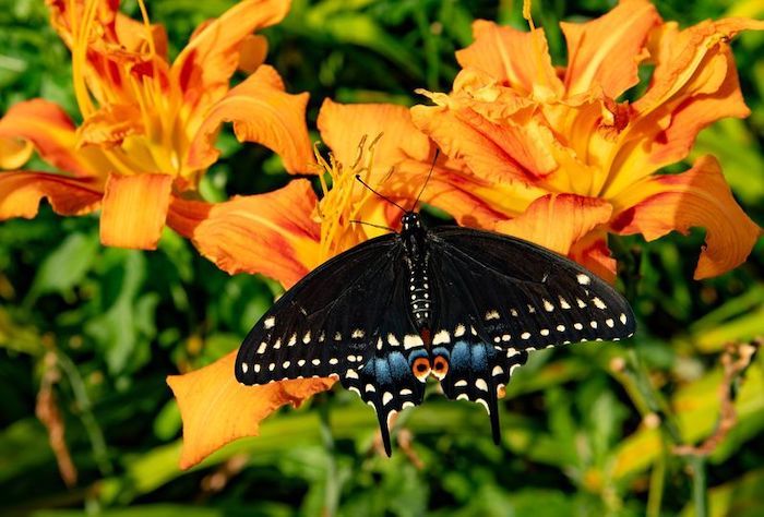 Closeup shot of black butterfly on a flower