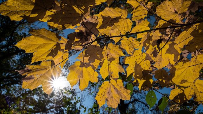 Autumn yellow leaves closeup shot