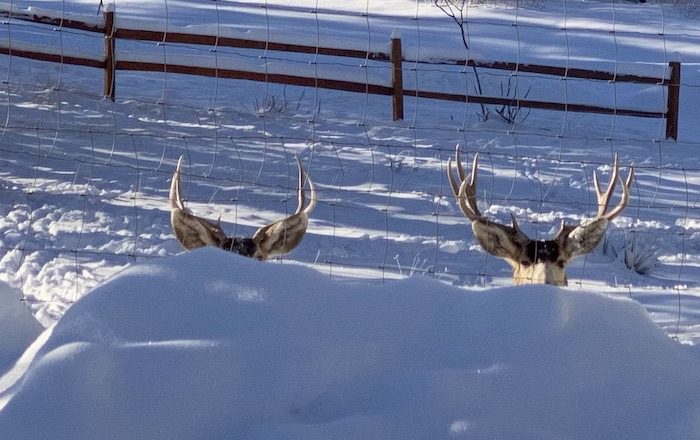 Close view of deer in snow looking through fence