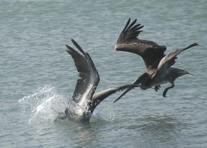 Brown pelican Birds in the river on the display