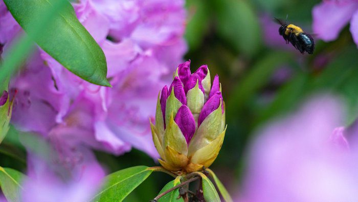 A bee is flying over a purple flower.