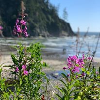 Pink flowers growing on a rocky beach near the ocean.