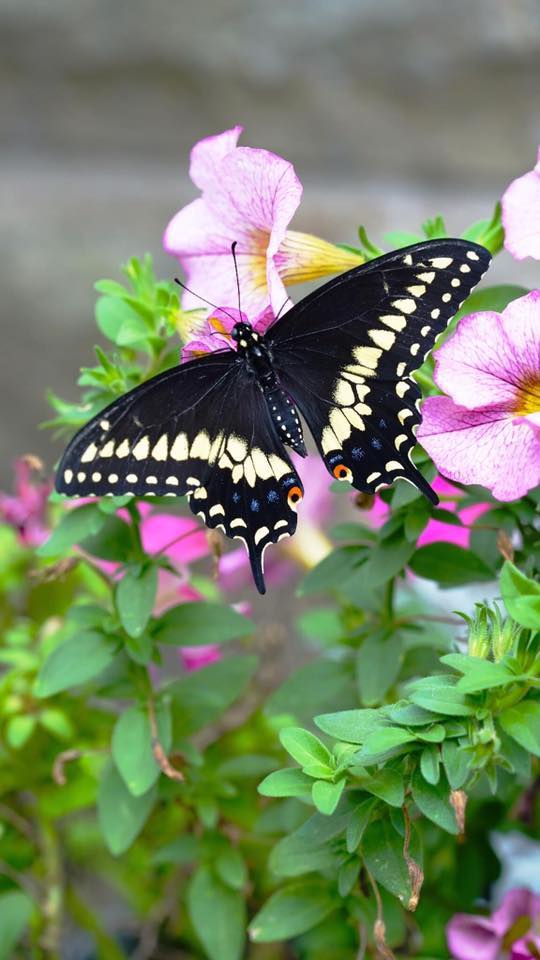 Black swallowtail butterfly on pink flowers.