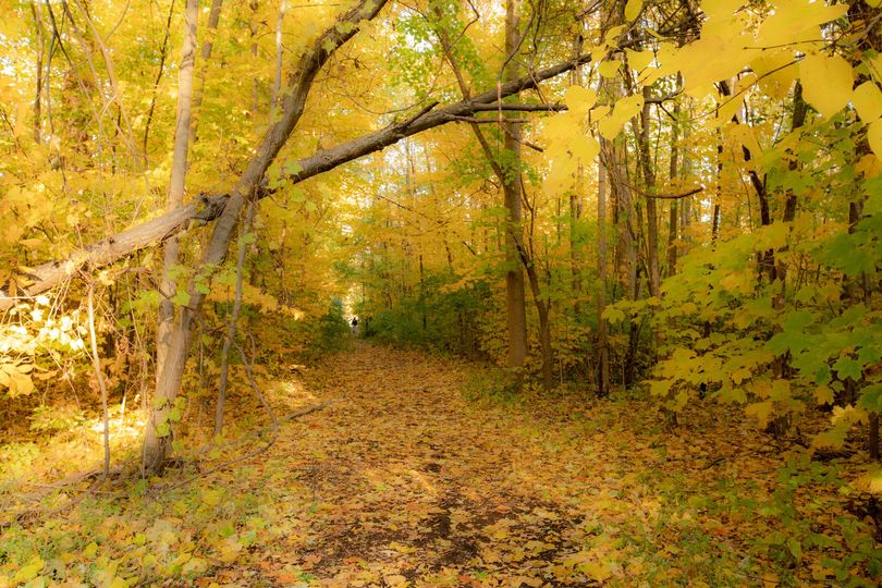 A trail in the woods with yellow leaves.