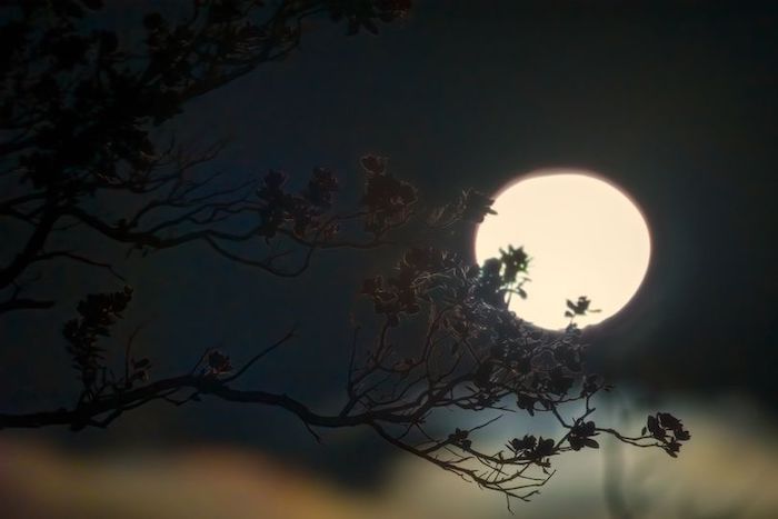 A full moon is seen through the branches of a tree.