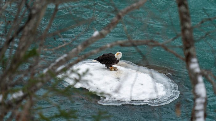 A bald eagle perched on an ice floe in the river.