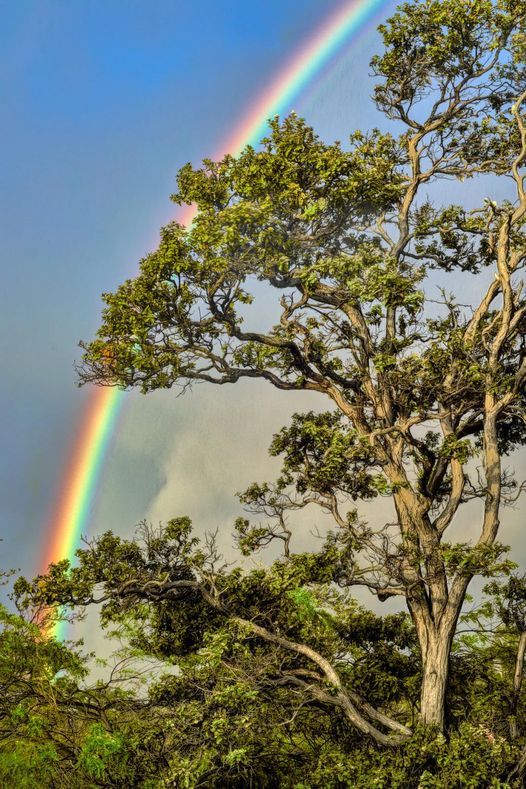 A rainbow is seen over a tree in the forest.