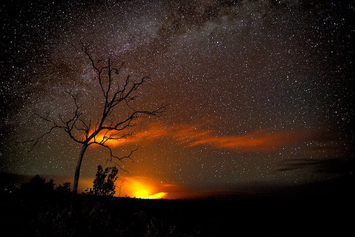 A tree in the night sky with the milky in the background.