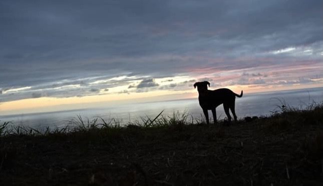 A dog standing on a hill overlooking the ocean.