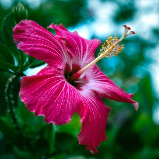 A pink hibiscus flower with a green background.