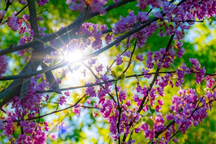 The sun shines through purple blossoms on a tree.