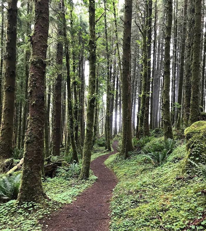 A trail surrounded by tall trees in a forest.