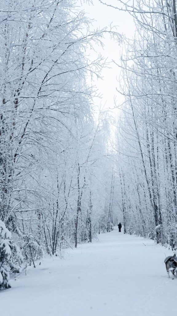 A person walks through a snow covered forest.