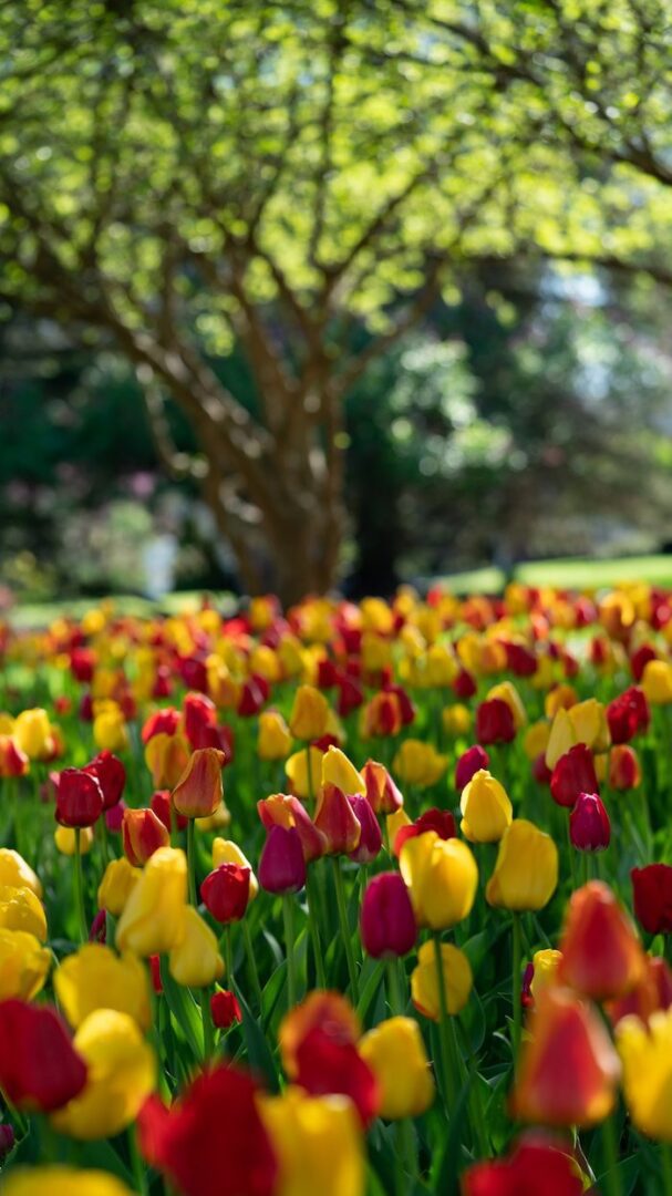 A field of yellow and red tulips with trees in the background.