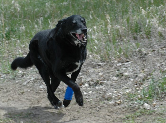 A black dog running in a field with a blue bandage.