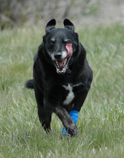 A black dog running with a frisbee in its mouth.