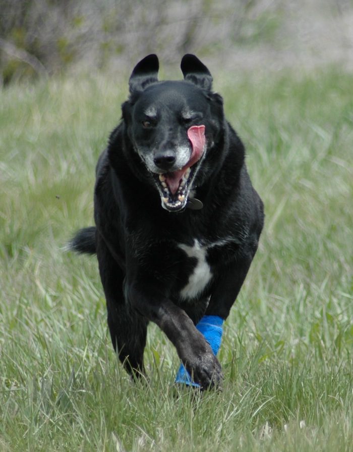 A black dog running with a frisbee in its mouth.