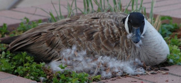 A canadian goose is sitting in a flower bed.