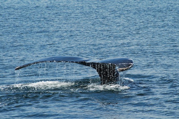 The tail of a humpback whale in the ocean.