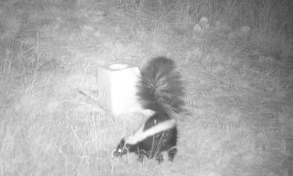 A black and white photo of a skunk in the grass.