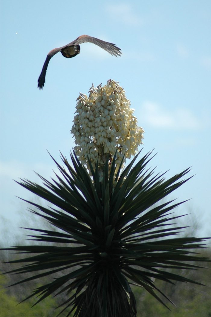 A bird is flying over a flower.