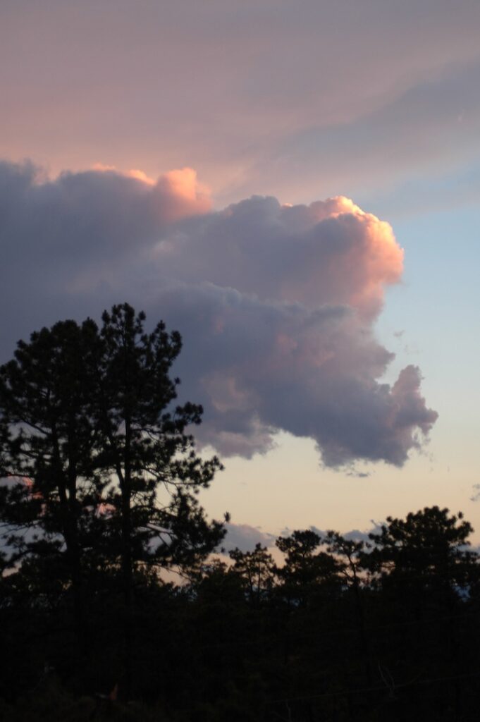 A cloud over a pine tree at sunset.