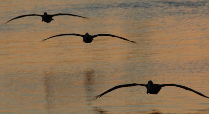 Pelicans flying over a body of water at sunset.