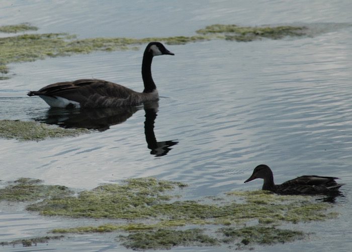 Two canadian geese swimming in the water.