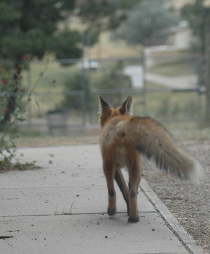 A fox walking down a sidewalk.