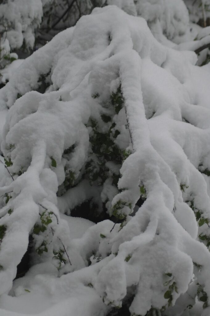 A close up of a tree covered in snow.