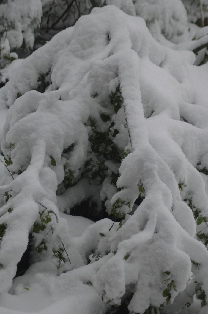 A close up of a tree covered in snow.