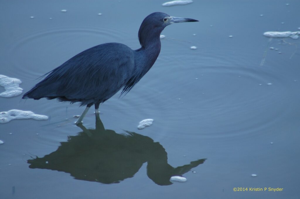 Little blue heron Bird closeup shot