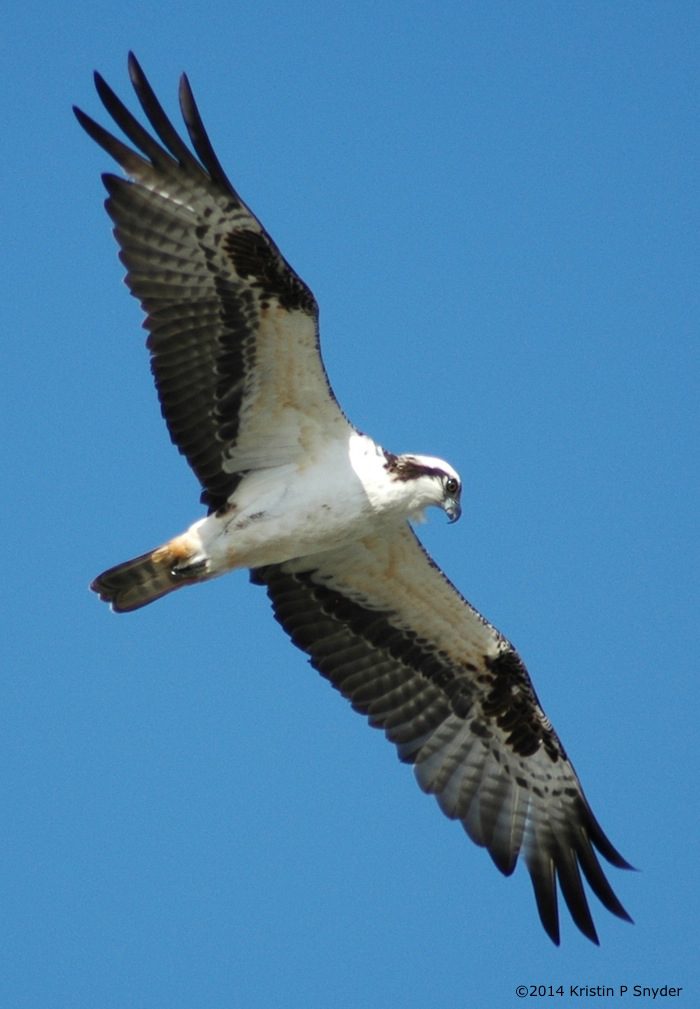 Osprey bird flying closeup shot