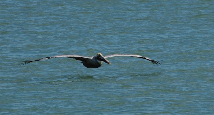 A pelican flying over the water.