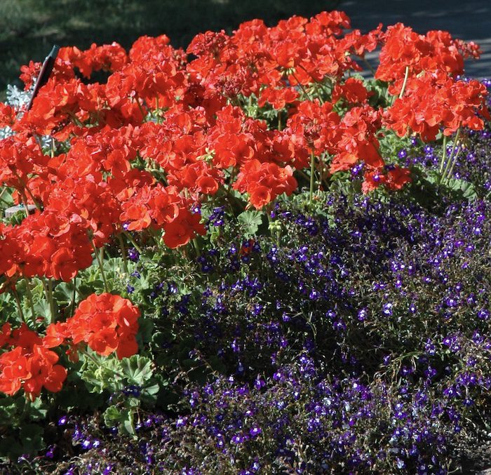 Red geraniums and purple geraniums in a flower bed.