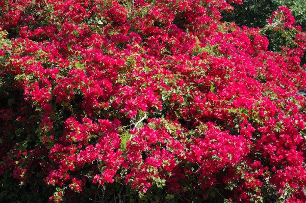 Red flowers on a bush in a park.