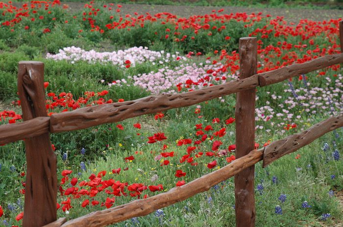 A wooden fence is surrounded by red and blue flowers.