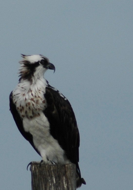 An osprey is sitting on top of a post.