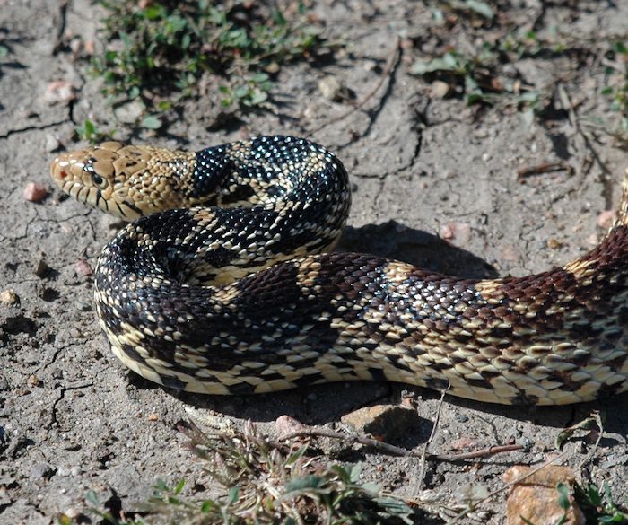 A black and white snake laying on the ground.