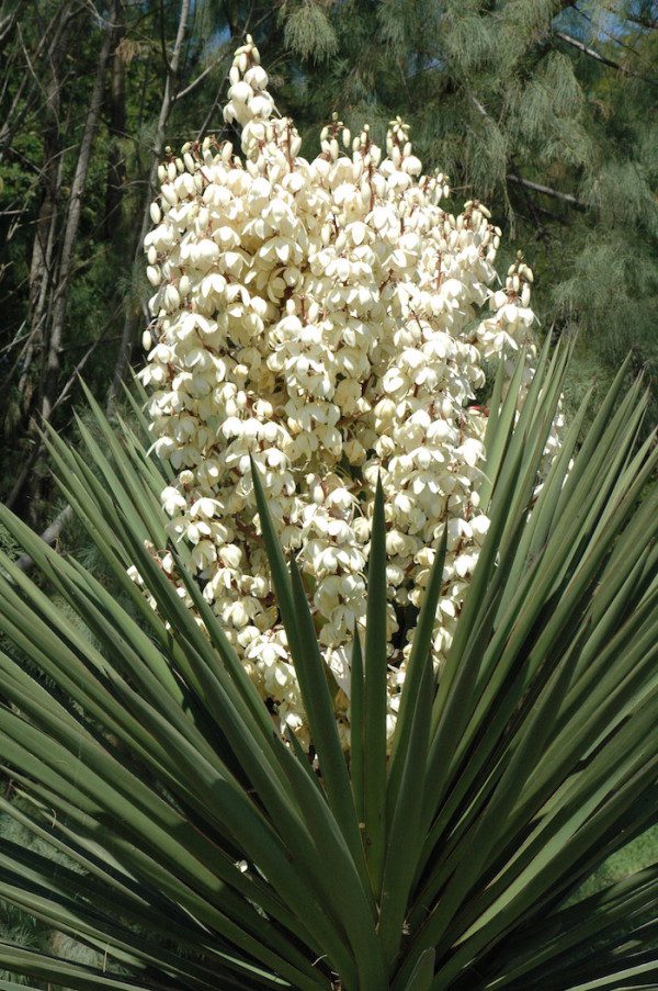 A palm tree with white flowers.