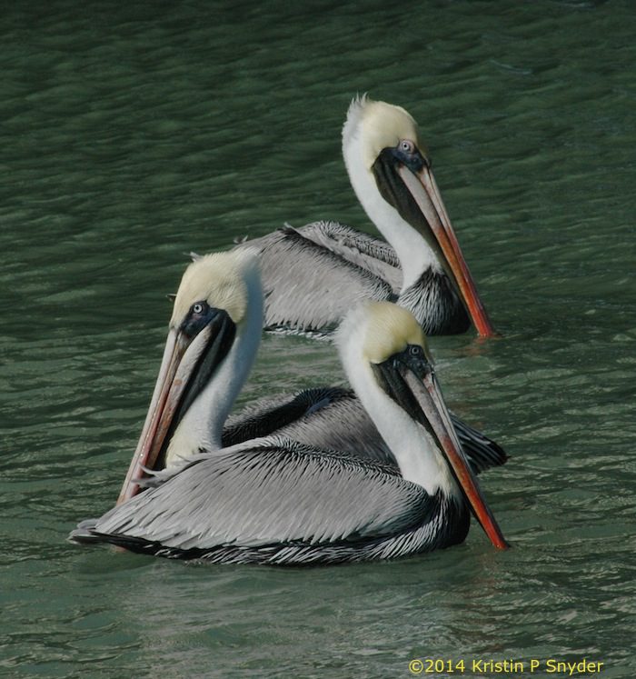 Three pelicans swimming in the water with long beaks.