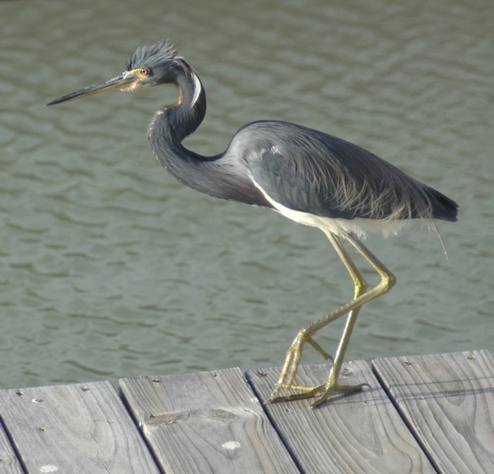 A blue heron standing on a wooden dock.