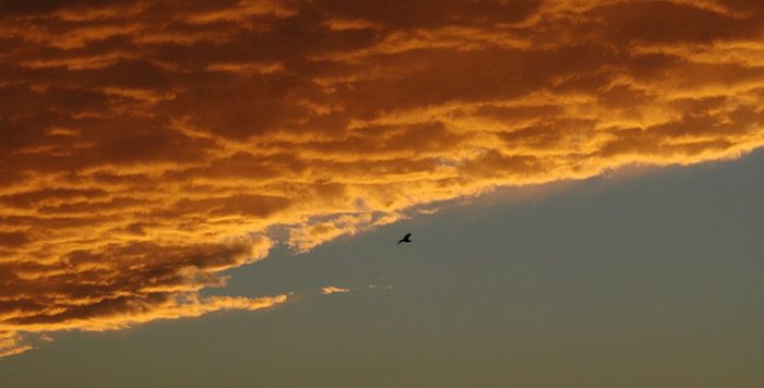 A bird flies through a cloudy sky at sunset.