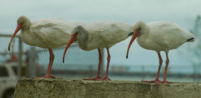 Three white birds standing on a concrete wall.
