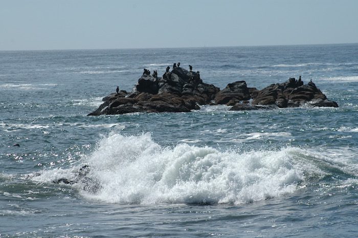A group of seagulls on a rock in the ocean.