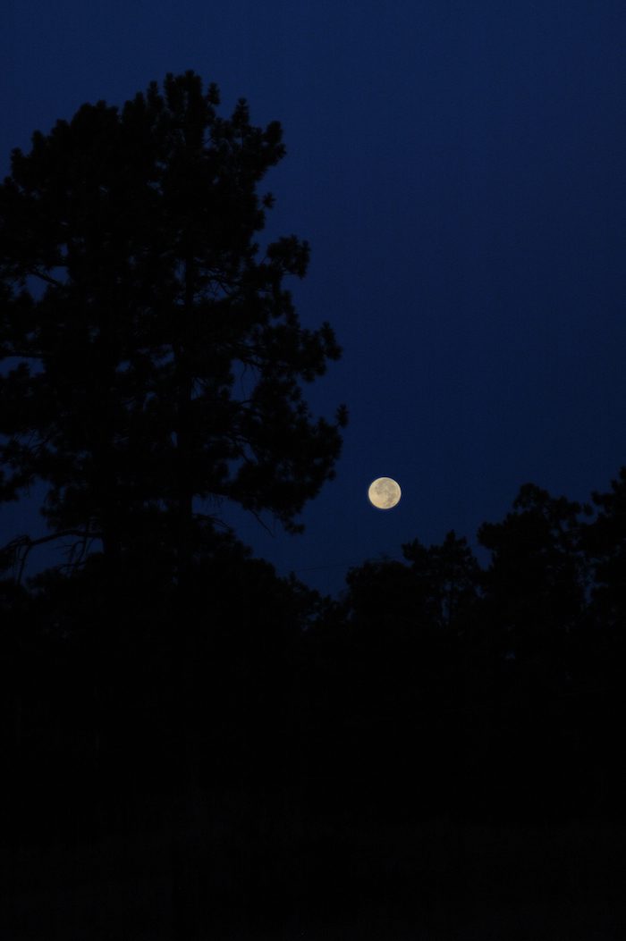 A full moon rising over a field of trees.